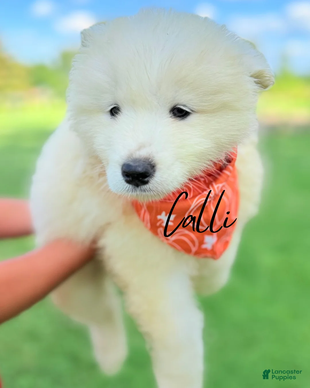 Samoyed dogs for sale: Calli - Ad 3