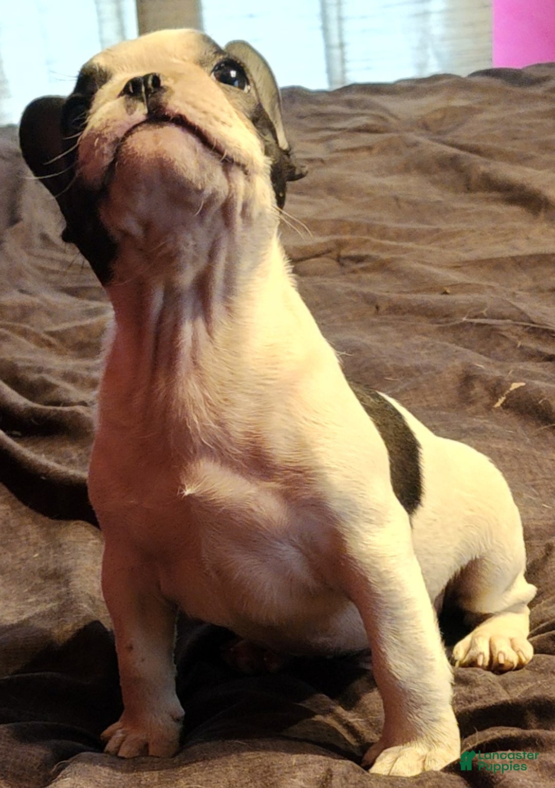 French Bulldog dogs for sale: Black and white pied - Ad 4
