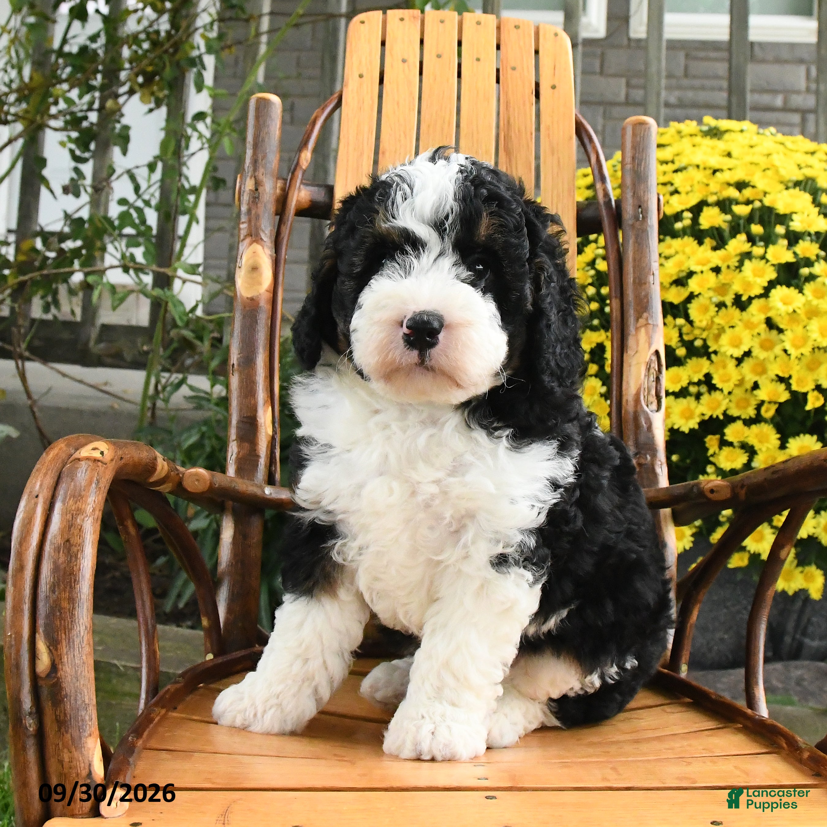 Mini Bernedoodle dogs Buster - Ad 2