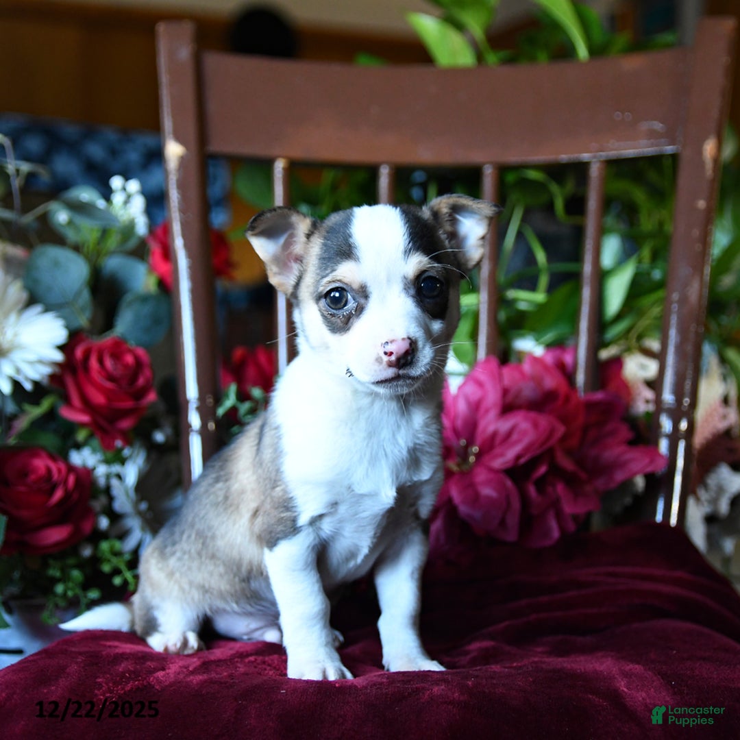 Chihuahua dogs for sale: Frosty - Ad 1