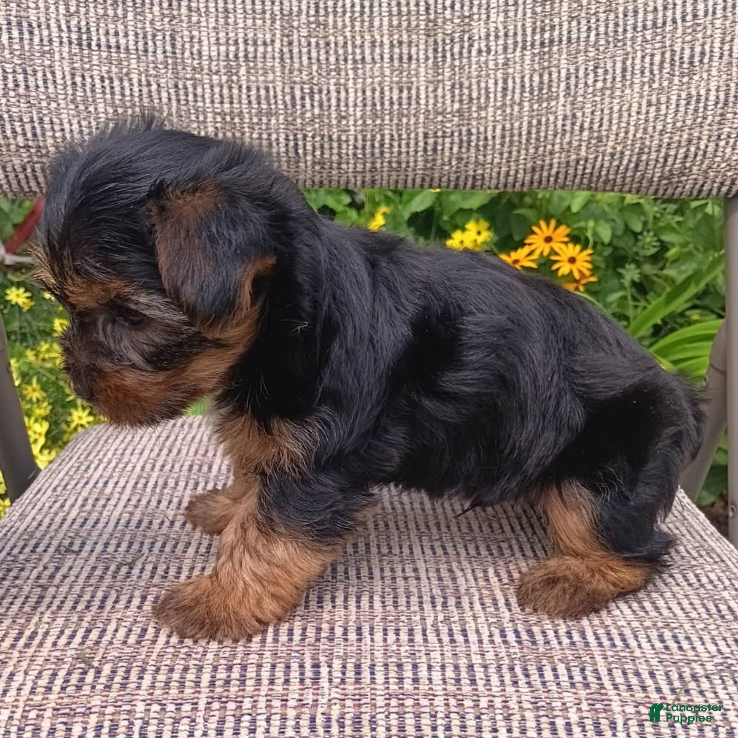 Yorkshire Terrier dogs Barney  - Ad 2
