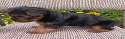Yorkshire Terrier dogs for sale: Barney  - Ad 2