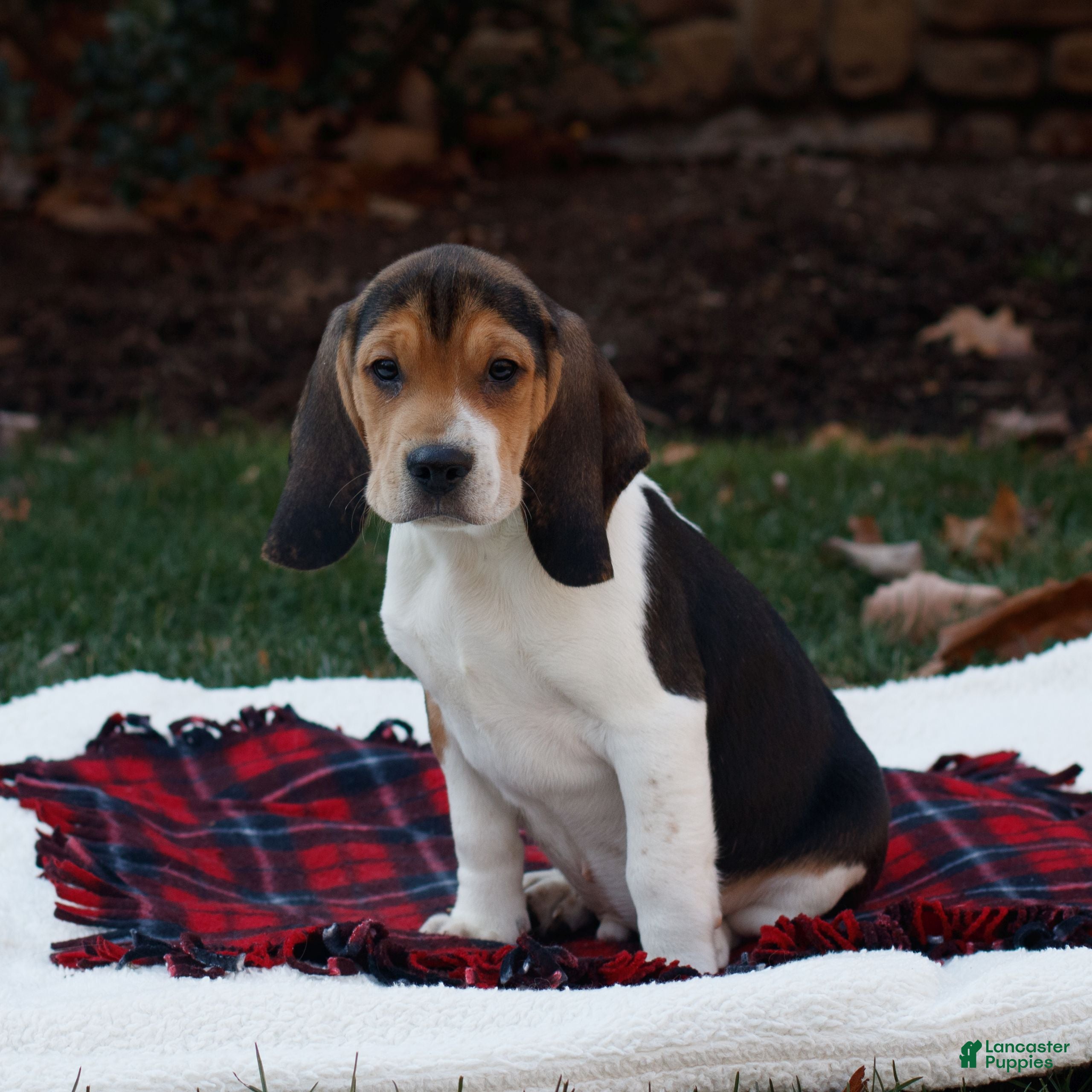 Beagle dogs Bo - Ad 21