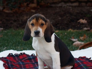 Beagle dogs Bo - Ad 21