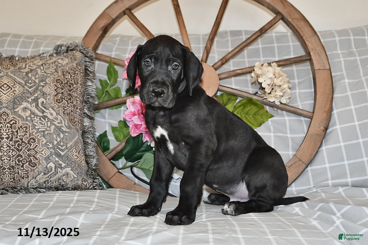 Great Dane dogs Big Boy - Ad 30