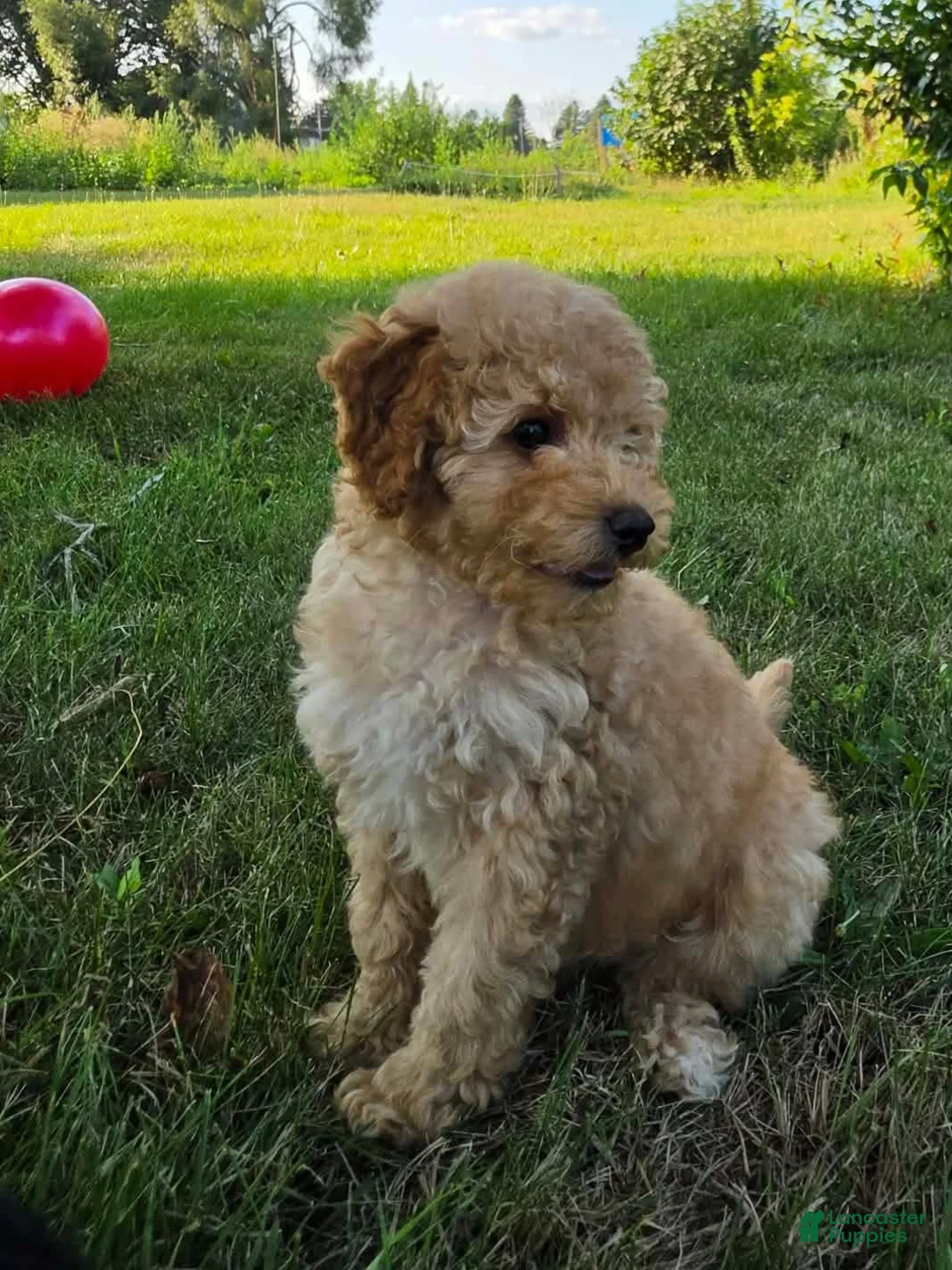 Miniature Poodle dogs for sale: Cedar - Ad 2
