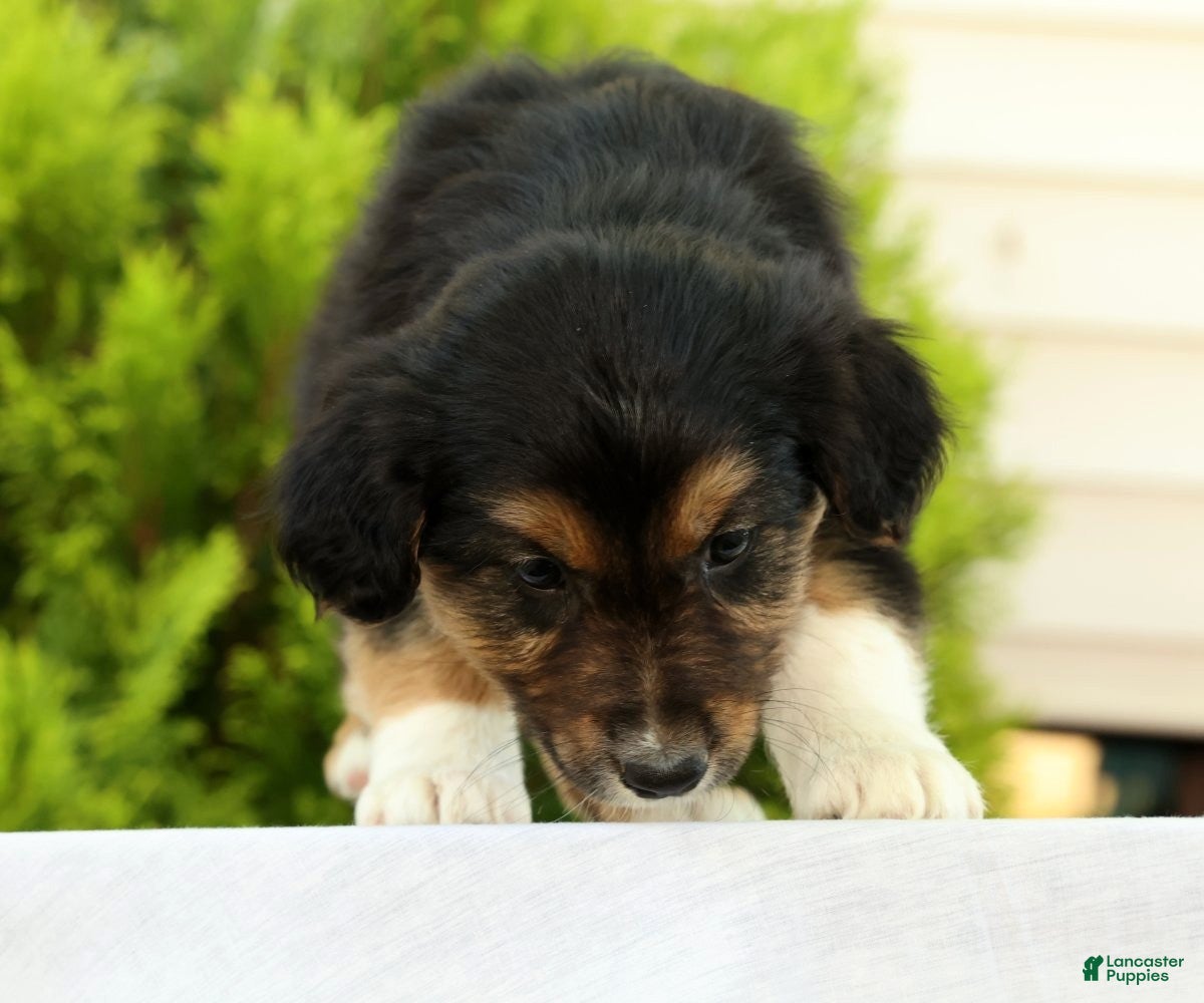 Australian Shepherd dogs for sale: Sunshine - Ad 6