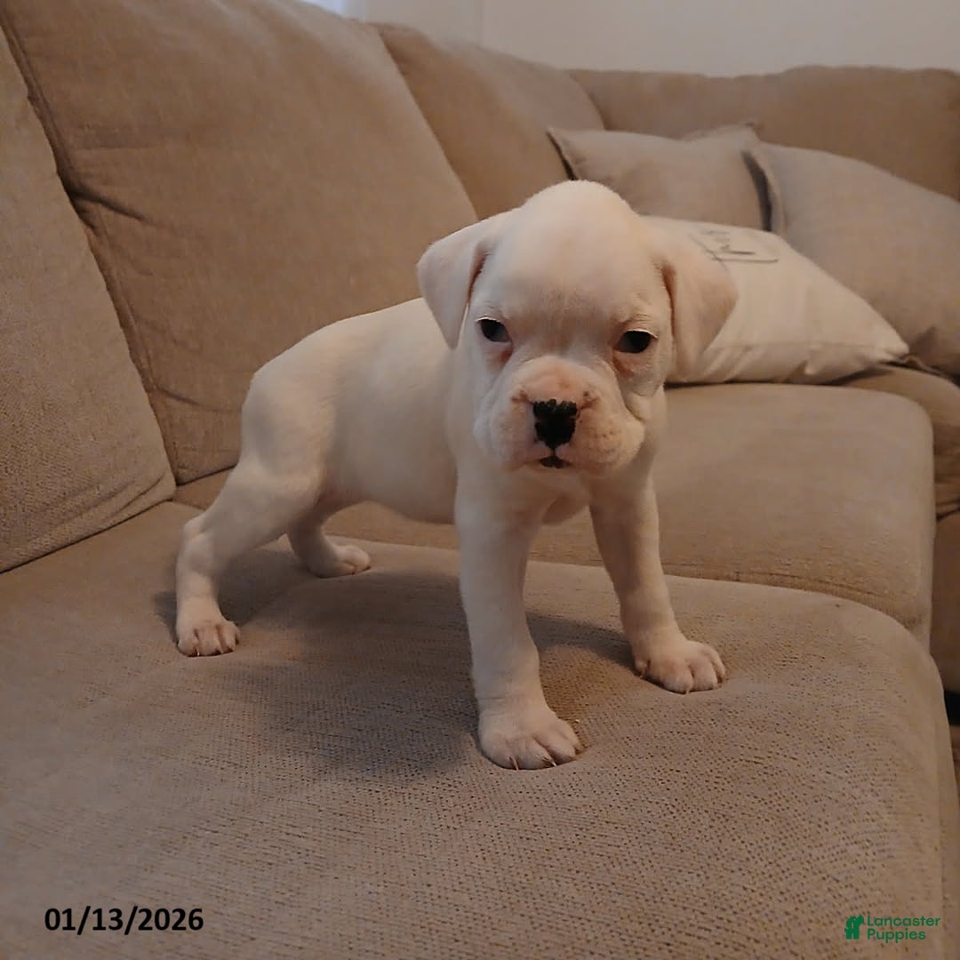 Boxer dogs for sale: Snowy - Ad 4