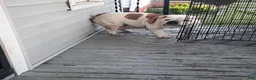 English Bulldog dogs for sale: English Bulldog 1 - Ad 2