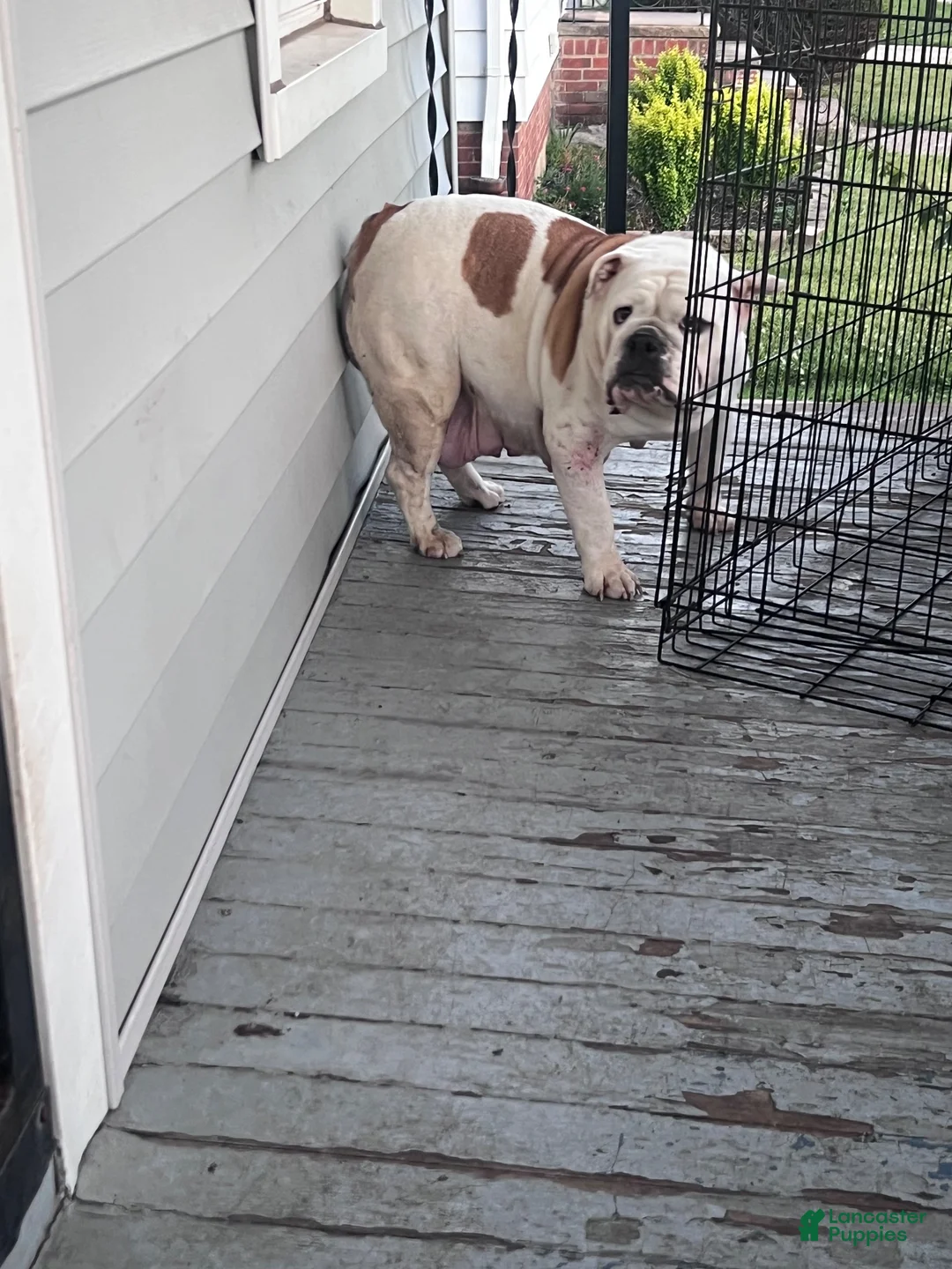 English Bulldog dogs for sale: English Bulldog 1 - Ad 2