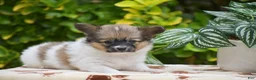 Papillon dogs for sale: Flower - Ad 3
