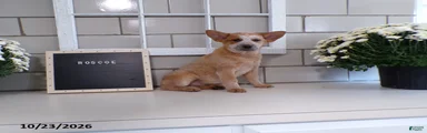 Roscoe