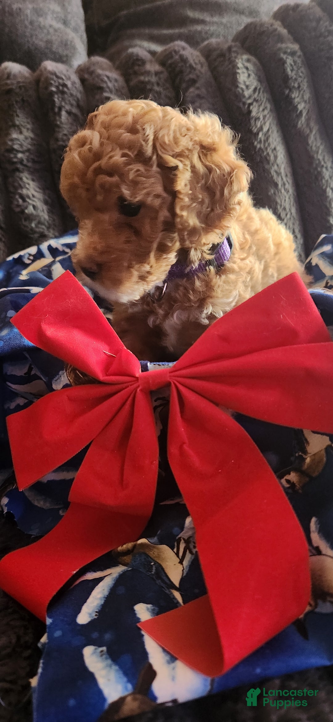 Mini Goldendoodle dogs for sale: Tessa - Ad 2