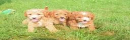 Maltipoo dogs for sale:  Sierra 💗🐾 - Ad 7