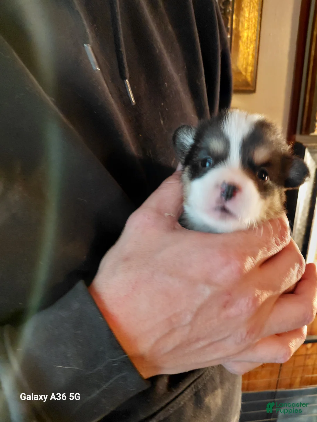 Welsh Corgi Pembroke dogs for sale: Peter Max - Ad 2