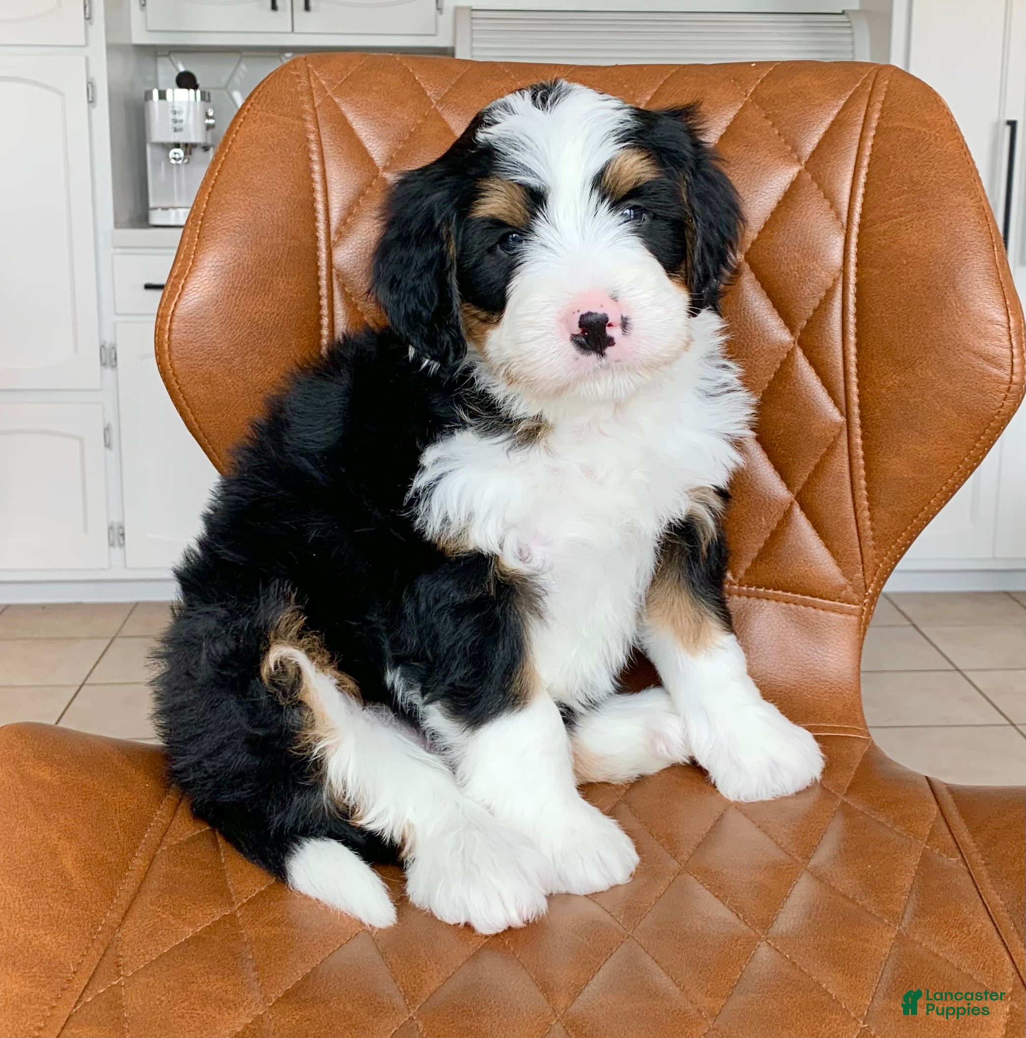 Bernedoodle dogs Otis - Ad 2