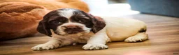 Cocker Spaniel dogs for sale: Cocker Spaniel Puppy 2 - Ad 3