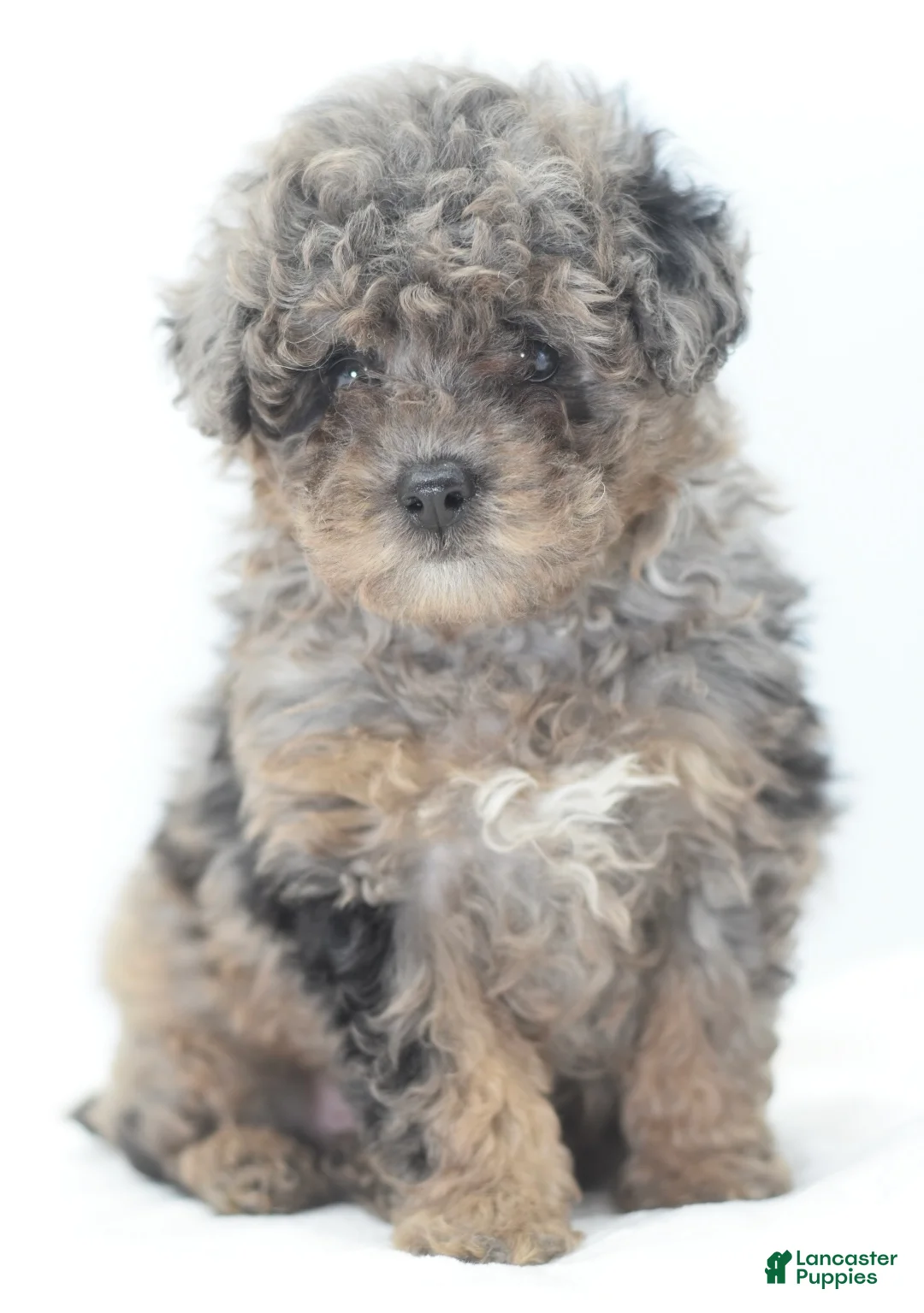 Toy Poodle dogs for sale: Smokey tricolor phantom  - Ad 25