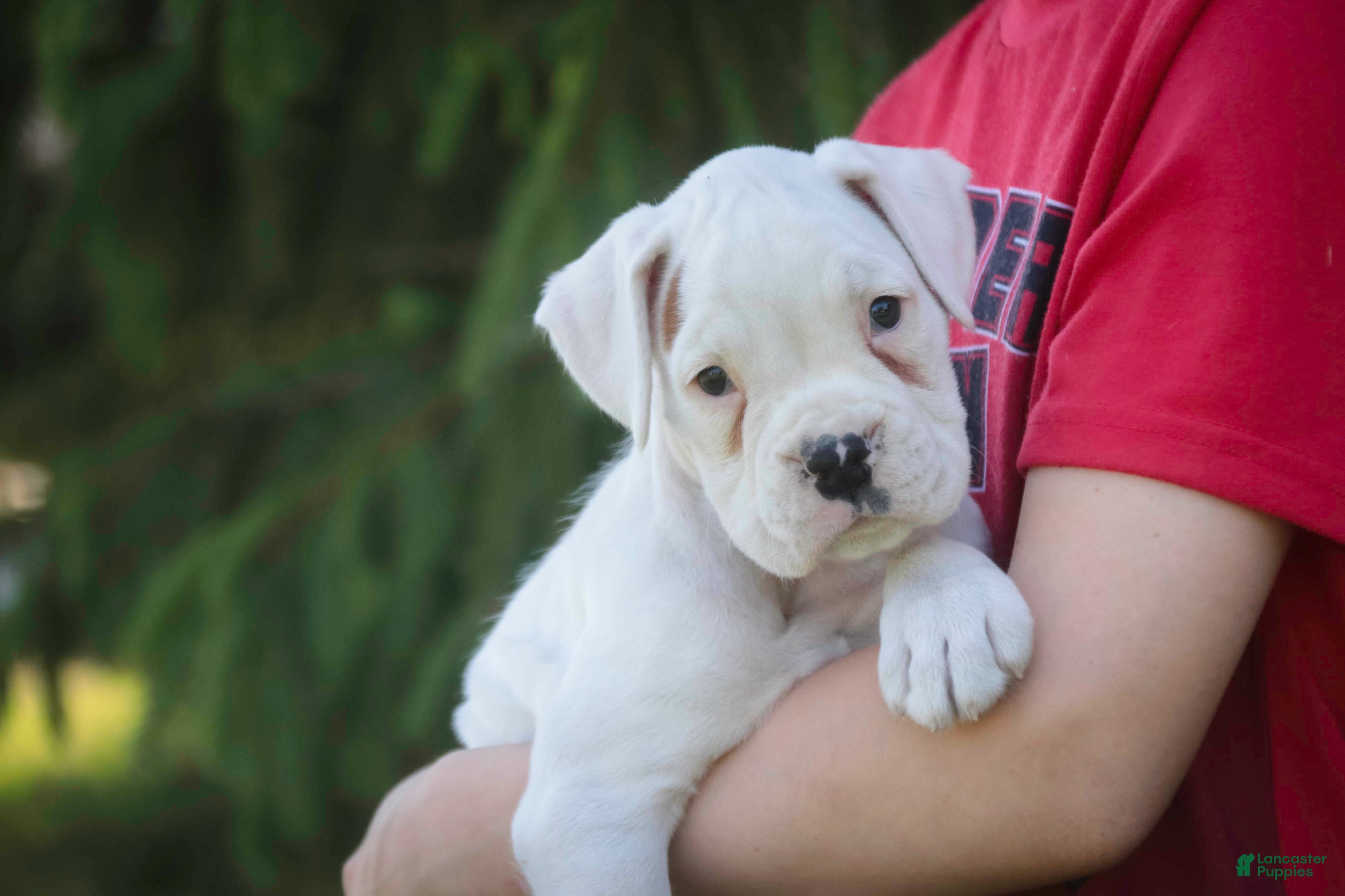 Boxer dogs Daisy - Ad 1