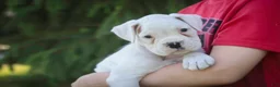 Boxer dogs for sale: Daisy - Ad 1