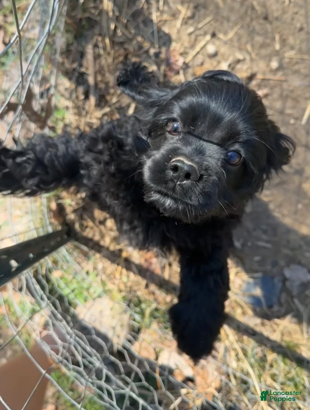 Cocker Spaniel dogs for sale: Cocker Spaniel Puppy 1 - Ad 2