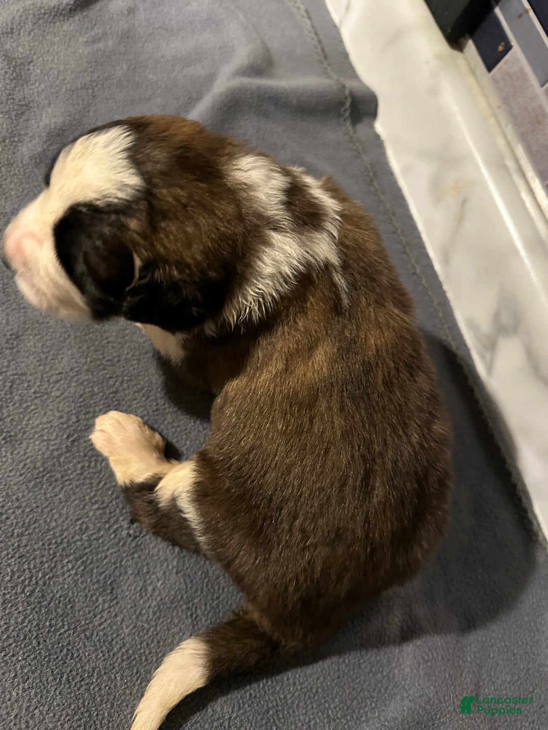 Saint Bernard dogs for sale: Puppy 3 - Ad 16