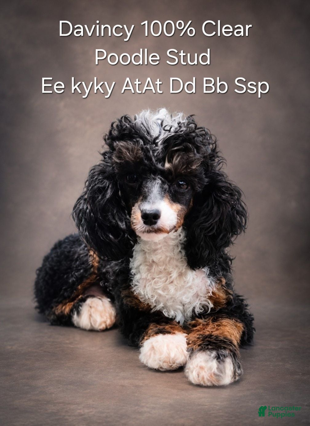 Toy Poodle dogs Davincy  - Ad 1