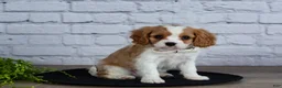 Cavalier King Charles Spaniel dogs for sale: Loyal - Ad 4