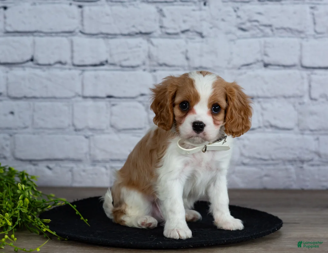 Cavalier King Charles Spaniel dogs for sale: Loyal - Ad 4