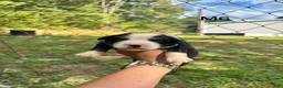 Mixed Breed dogs for sale: Mixed Breed 4 - Ad 7