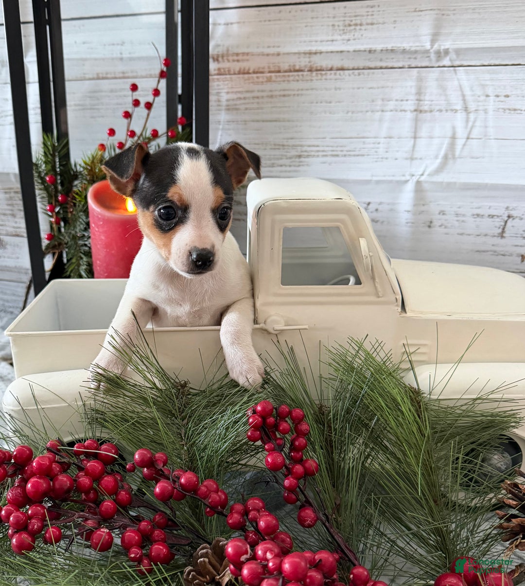 Toy Fox Terrier dogs for sale: Taffy - Ad 6