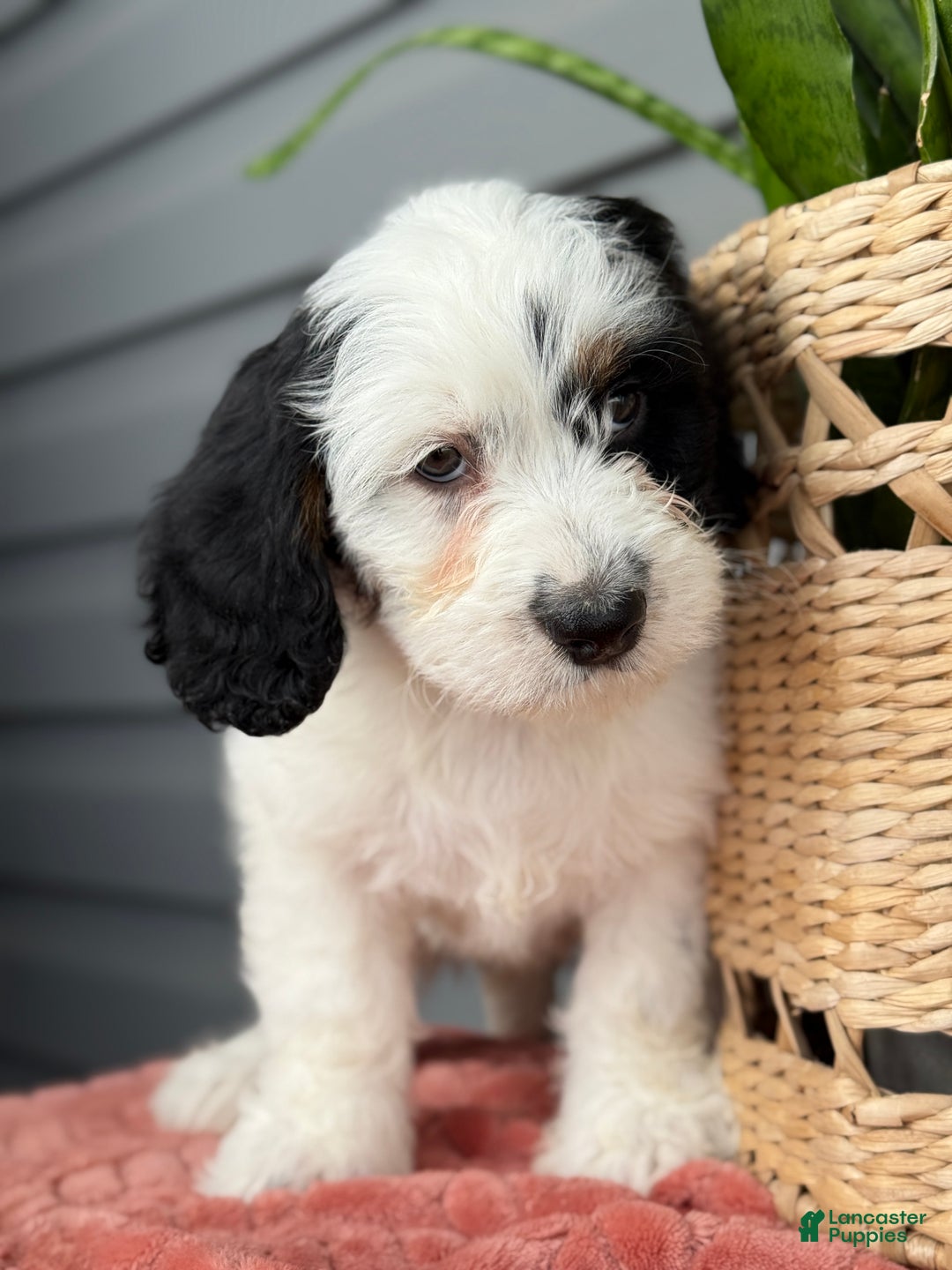 Mini Bernedoodle dogs for sale: Fluffy - Ad 7