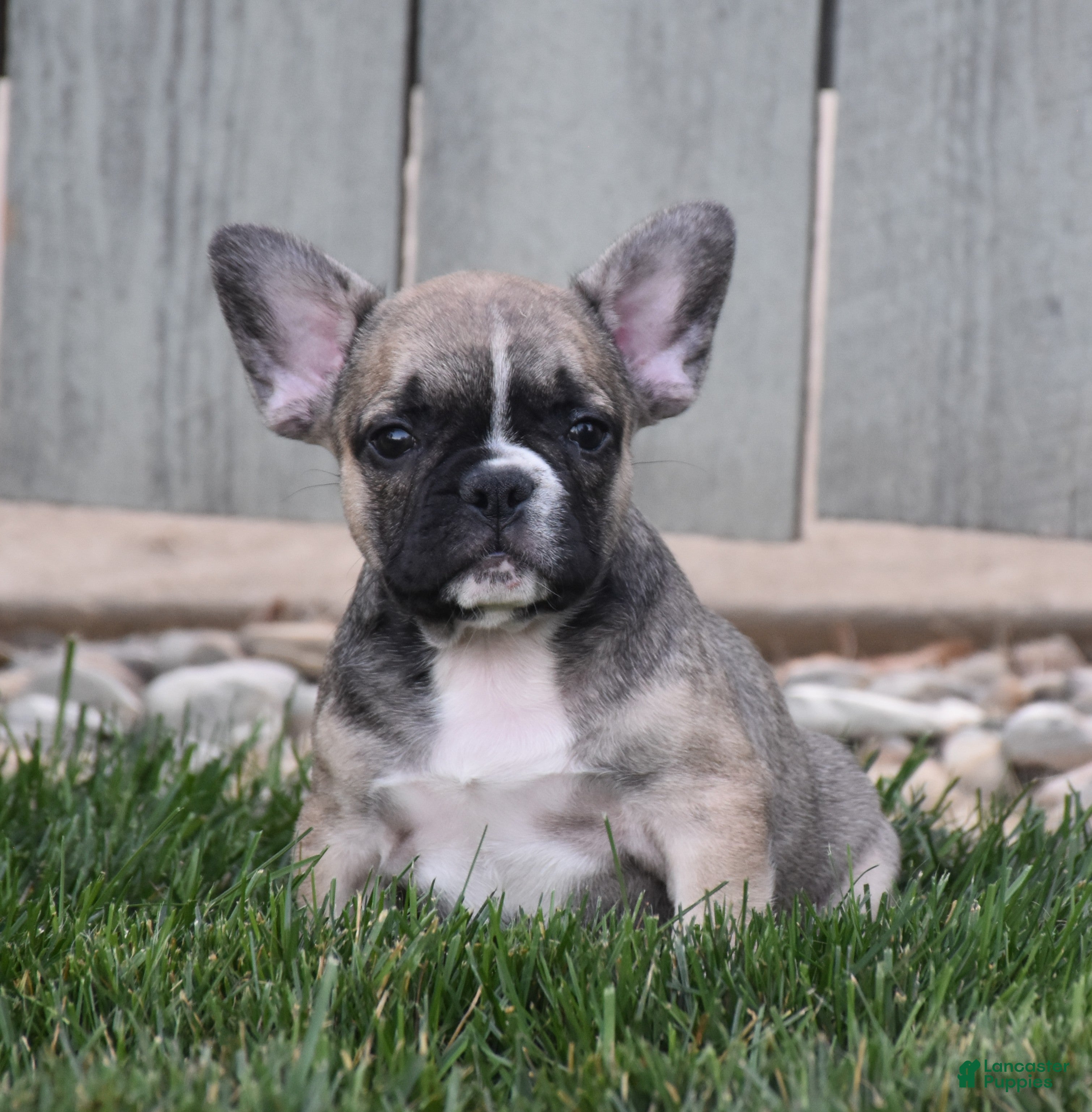 French Bulldog dogs Fudge - Ad 2