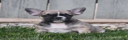 French Bulldog dogs for sale: Fudge - Ad 2