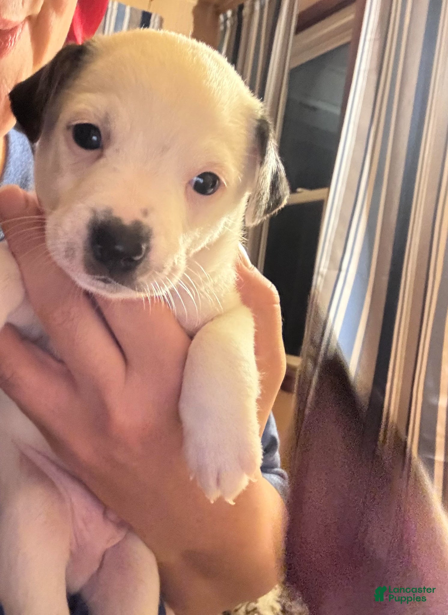 Jack Russell Terrier dogs Puppy 2 - Ad 13