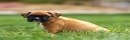 Boxer dogs for sale: Nettie Boxer  - Ad 4