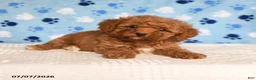 Mixed Breed dogs for sale: Biscuit - Ad 3