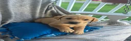 Labrador Retriever dogs for sale: Rowdy - Ad 3
