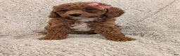 Miniature Poodle dogs for sale: Quinn - Ad 11
