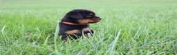Rottweiler dogs for sale: Brock - Ad 7