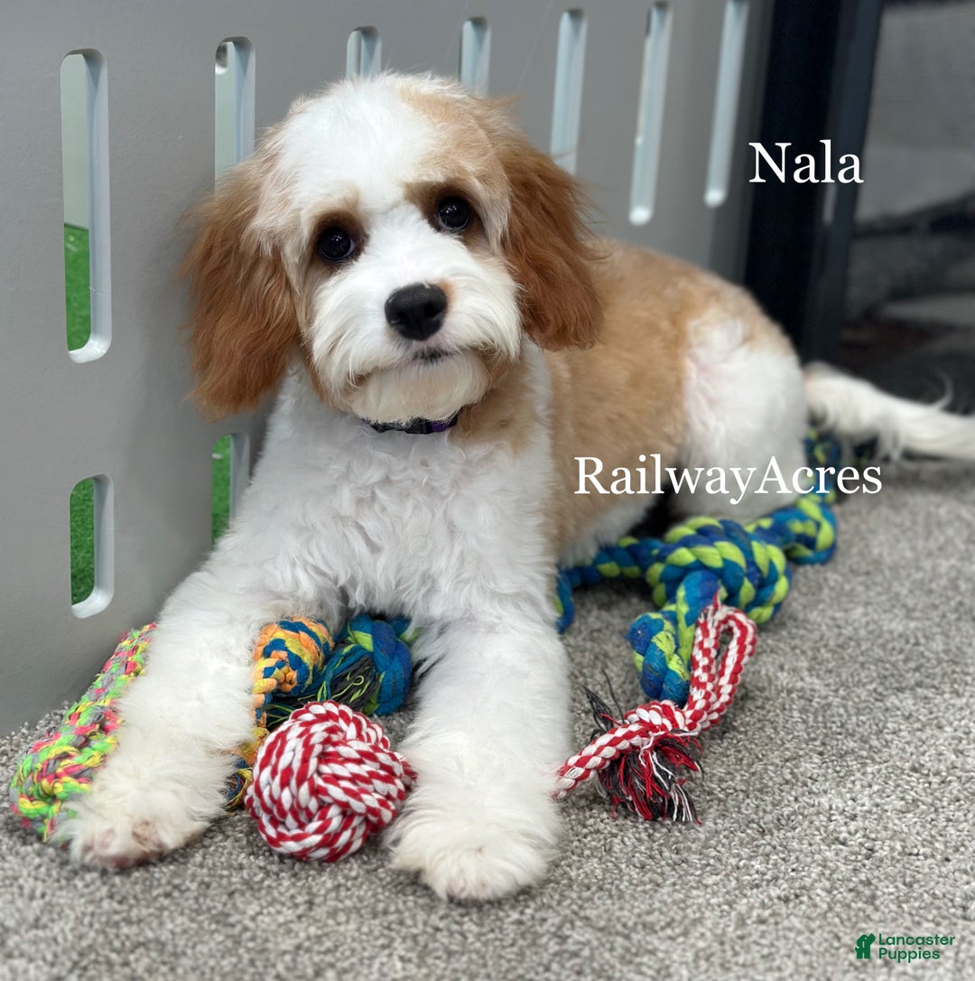 Cavapoo dogs for sale: Nala - Ad 1