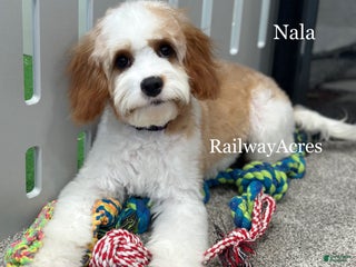 Cavapoo dogs Nala - Ad 25