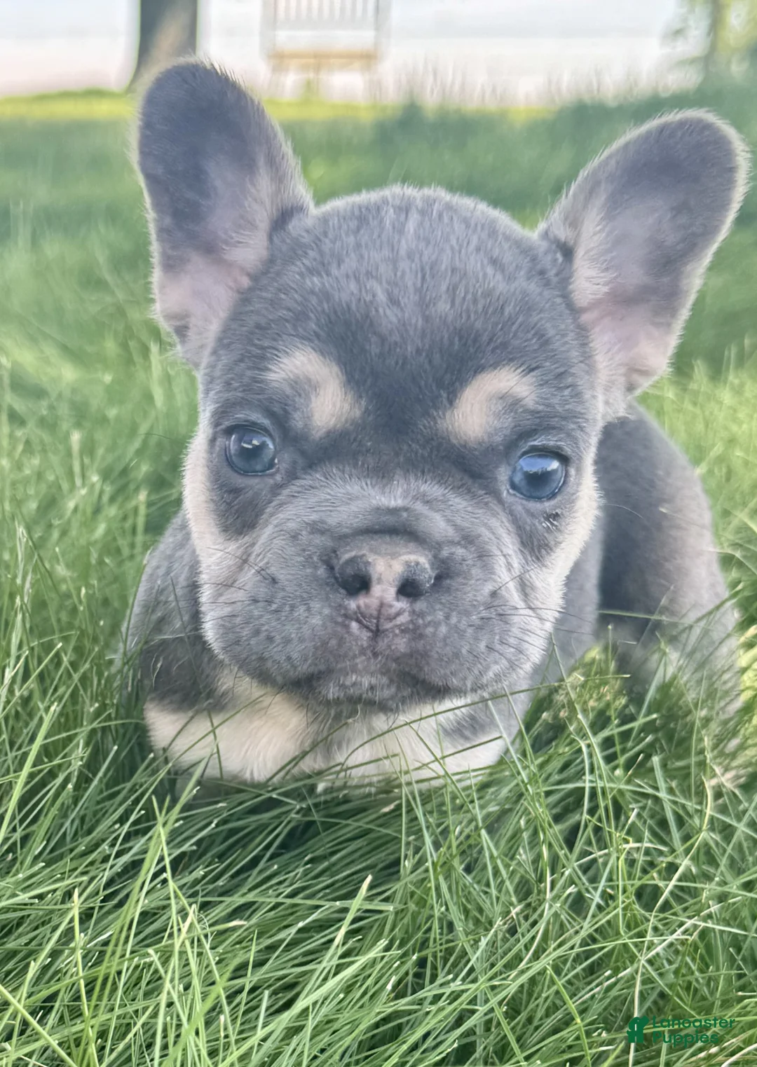 French Bulldog dogs for sale: Chase - Ad 2