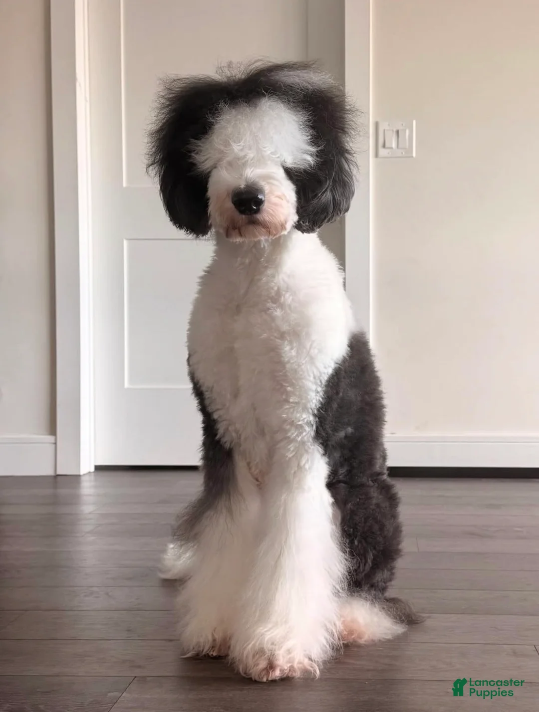 Double Doodle dogs for sale: Bismuth - Ad 3