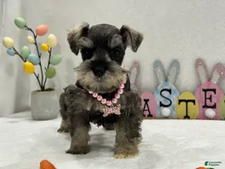 Miniature Schnauzer dogs Gypsy Female 1 - Ad 34