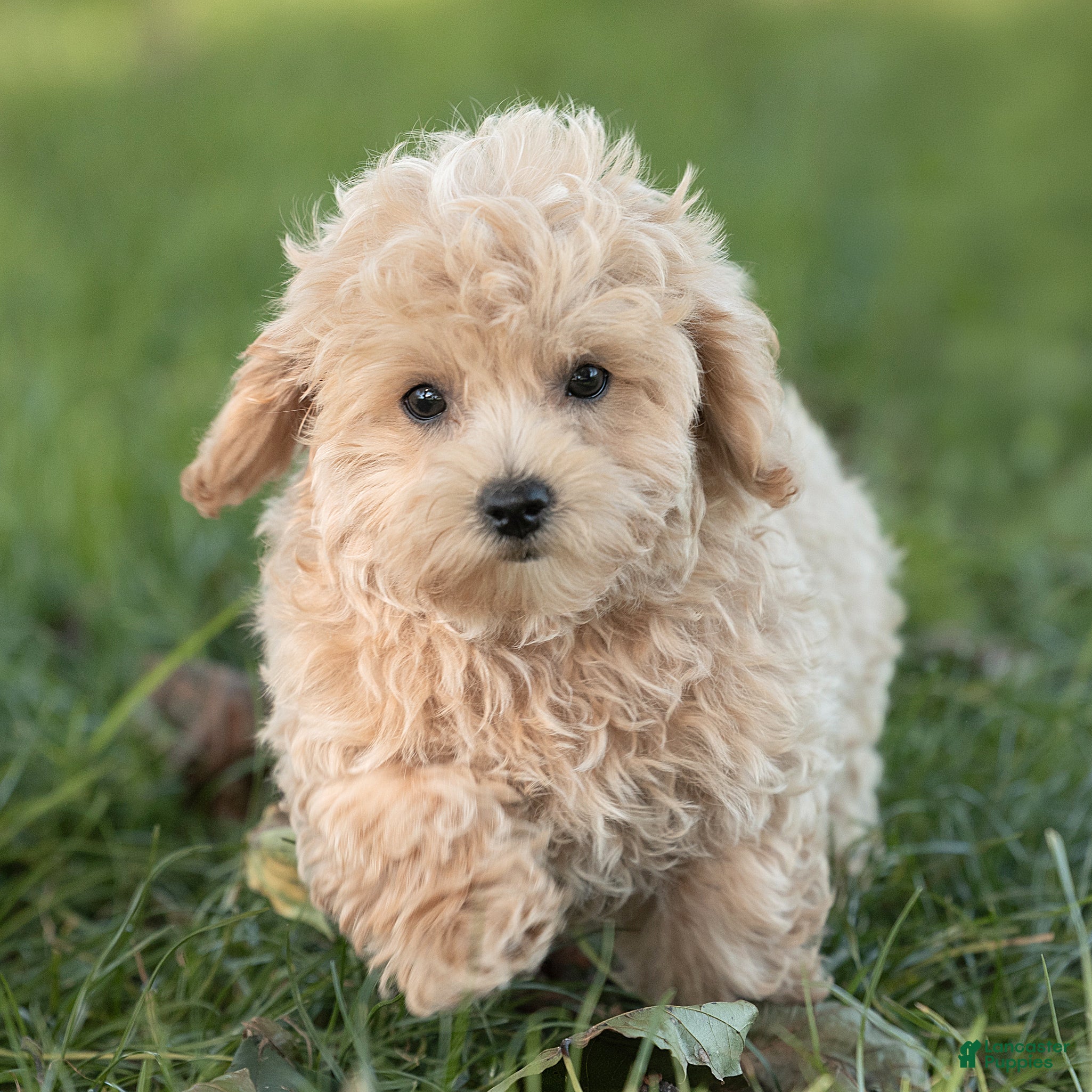 Maltipoo dogs Oscar Maltipoo  - Ad 1
