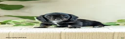 Miniature Dachshund dogs for sale: Andre - Ad 2