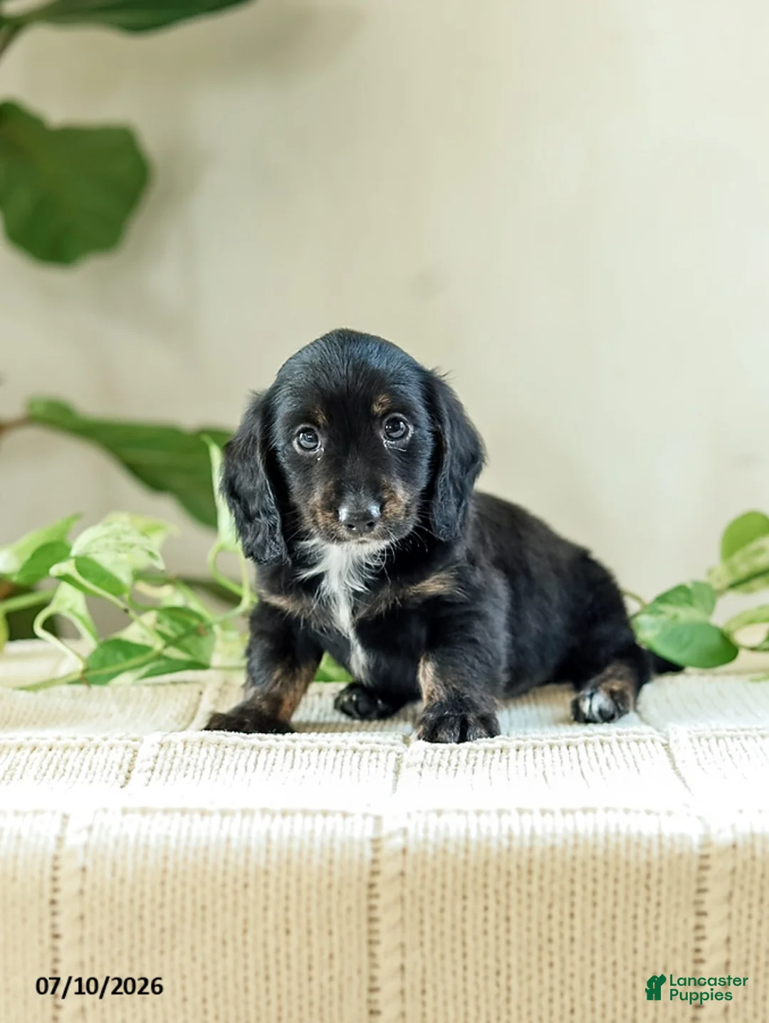 Miniature Dachshund dogs for sale: Andre - Ad 2