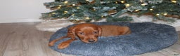 Mixed Breed dogs for sale: gorby - Ad 2