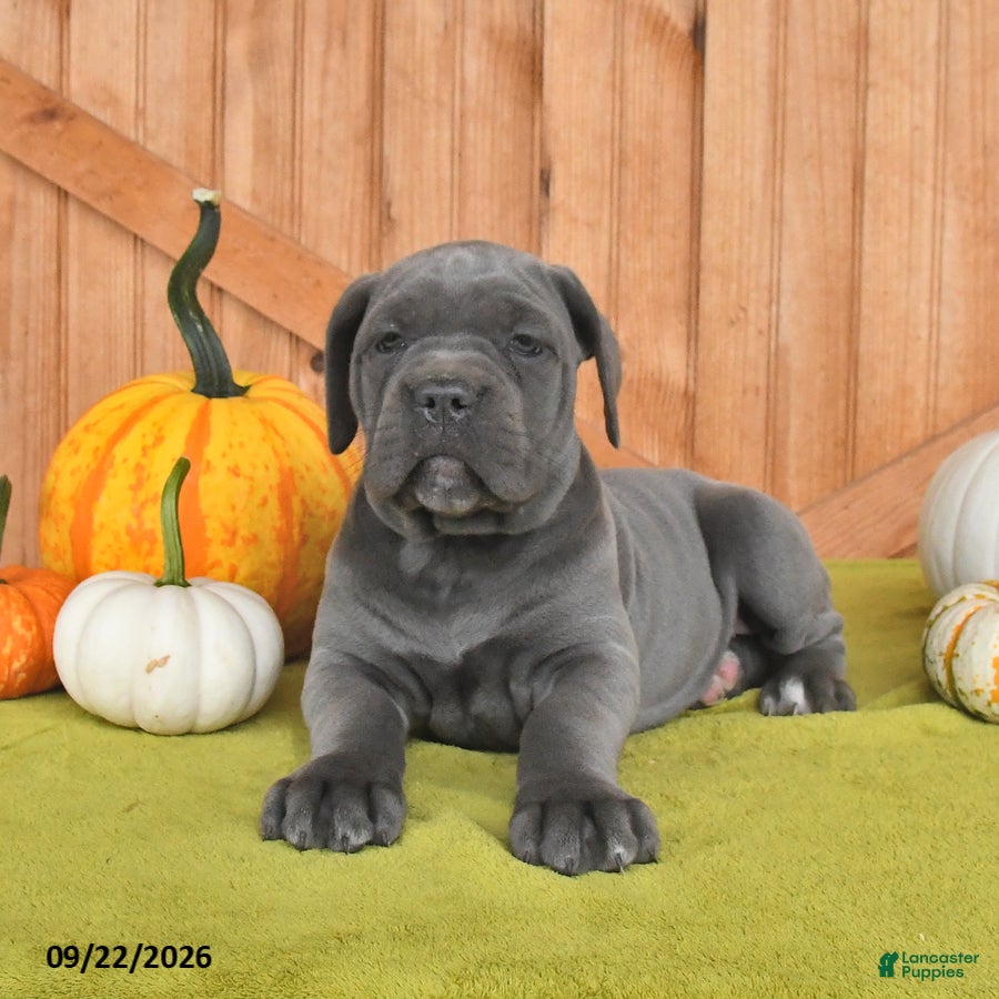 Cane Corso dogs Clementine - Ad 1